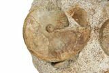 Jurassic Ammonite, Bivalve, Gastropod & Belemnite Association - France #191729-4